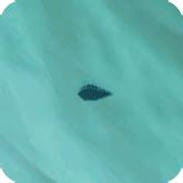 Stringfish Shadow Size, Price, Location and How to Catch.